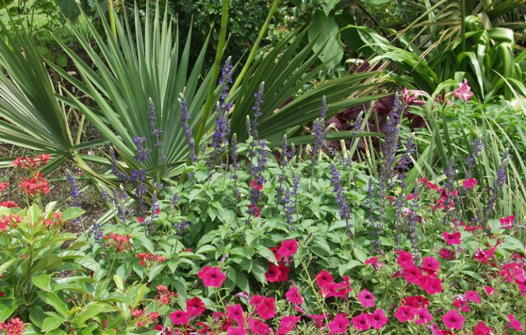 Mystic Spires Blue Salvia Texas Superstar Plants