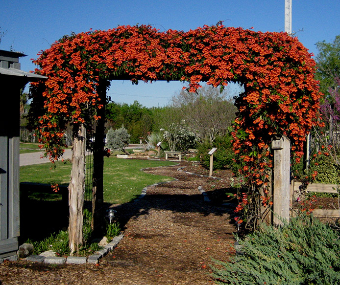 'TANGERINE BEAUTY' CROSSVINE - Texas Superstar® Plants