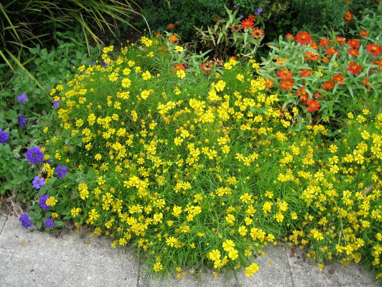 'DAKOTA GOLD' HELENIUM - Texas Superstar® Plants