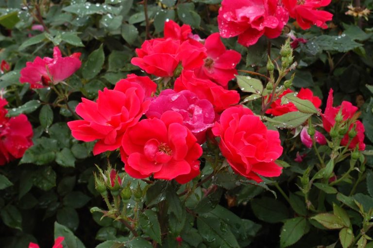 KNOCK OUT® ROSE Texas Superstar® Plants