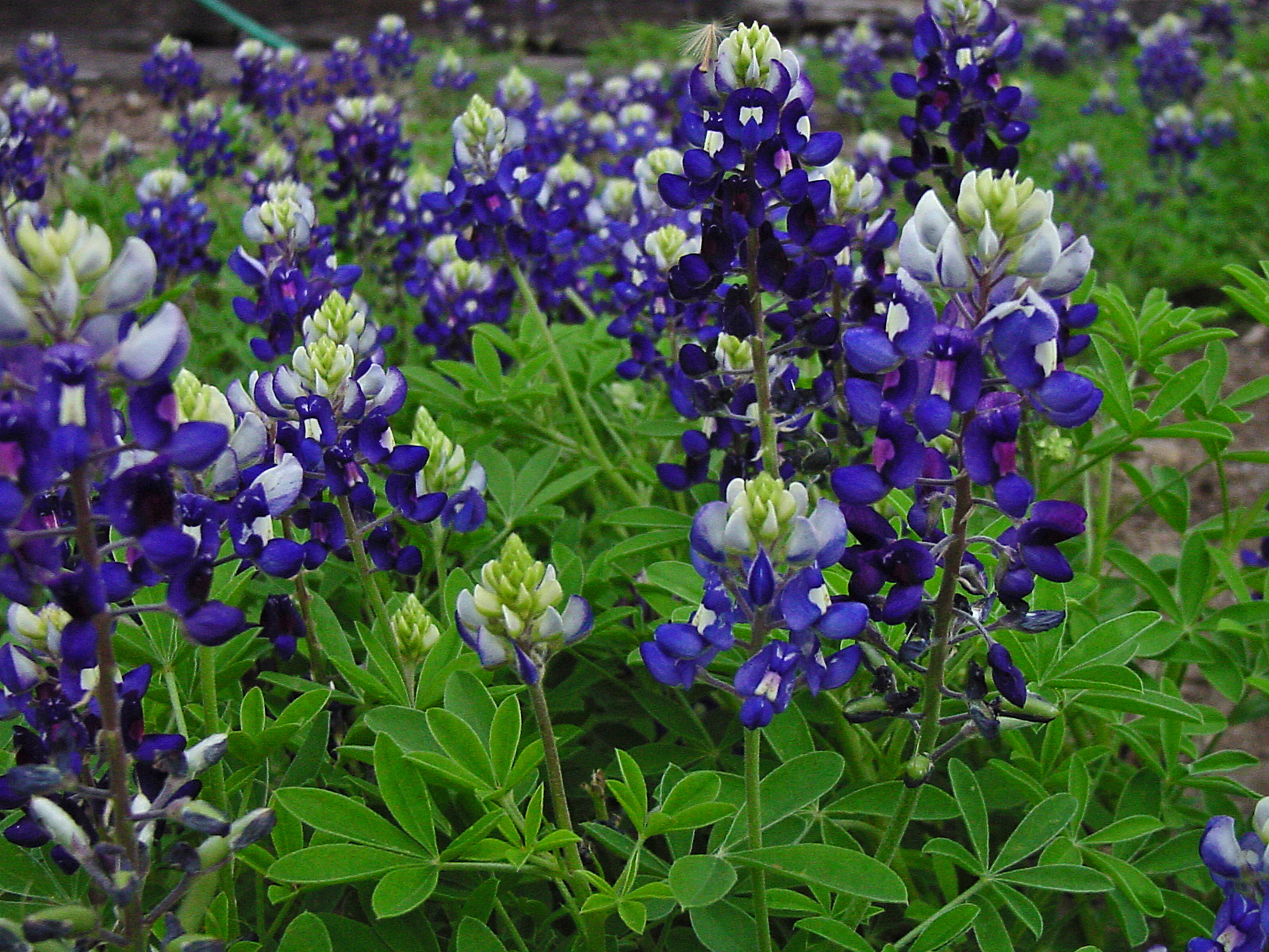 TEXAS BLUEBONNET - Texas Superstar® Plants