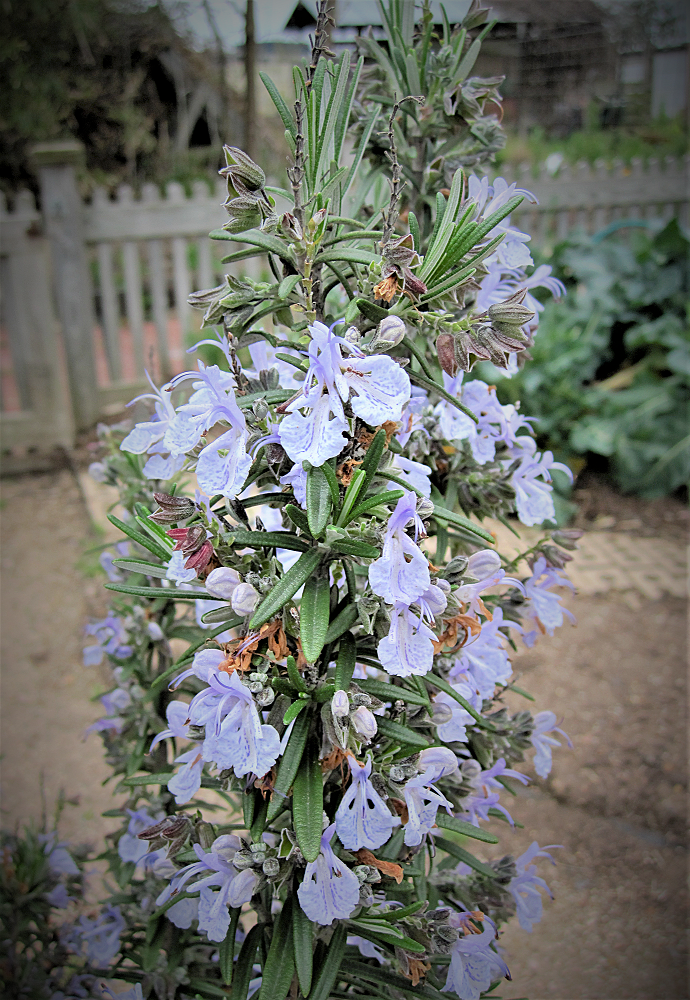 BARBECUE SKEWERS ROSEMARY Texas Superstar® Plants