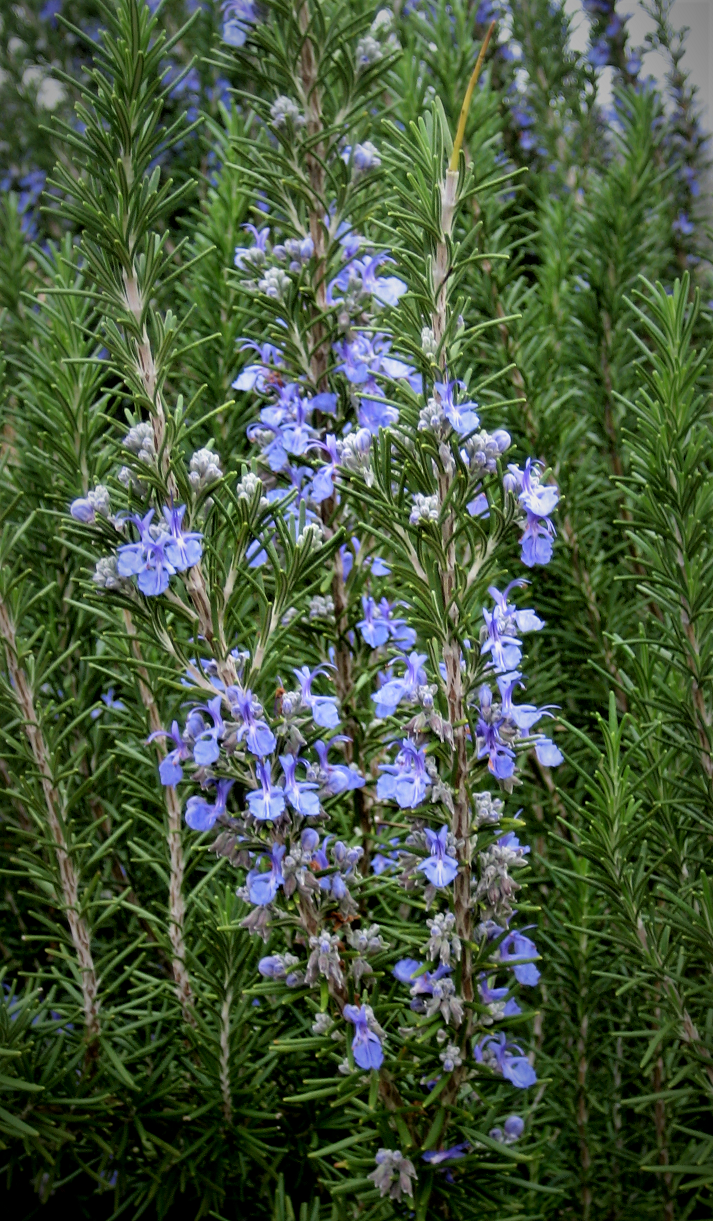 BARBECUE SKEWERS ROSEMARY Texas Superstar® Plants