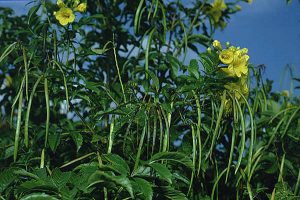 GOLD STAR ESPERANZA - Texas Superstar® Plants