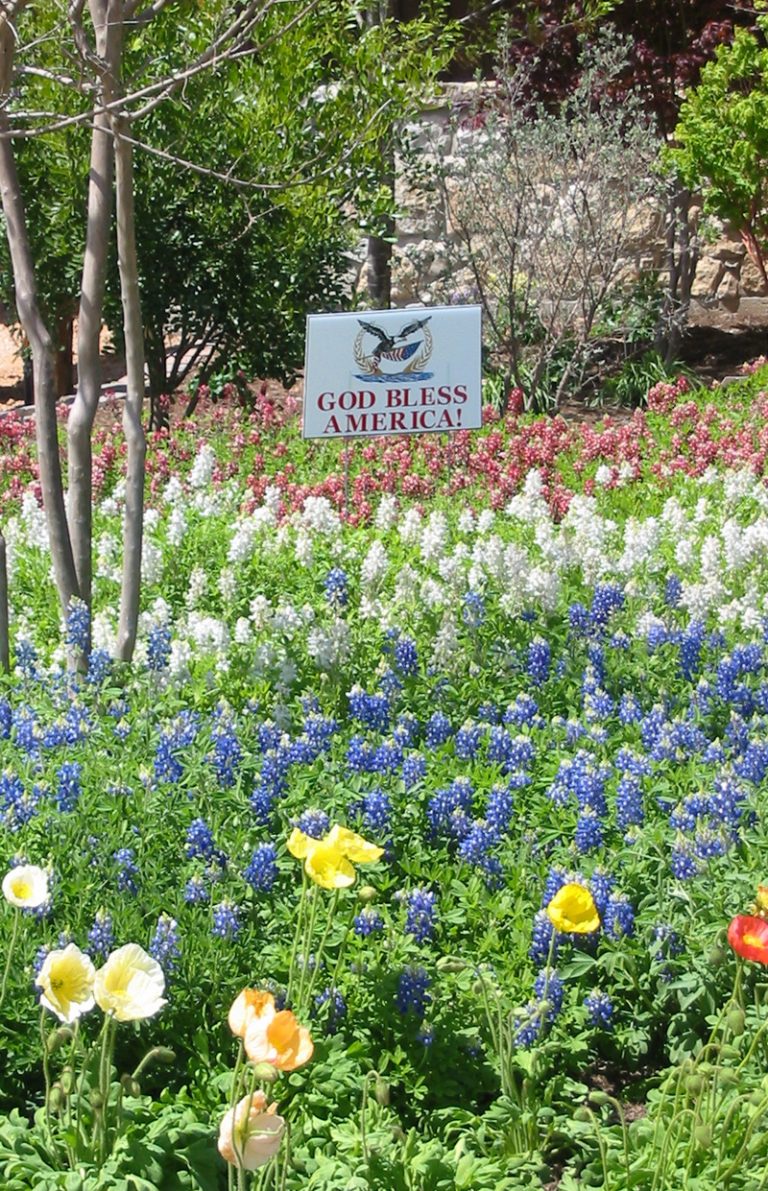 TEXAS BLUEBONNET - Texas Superstar® Plants