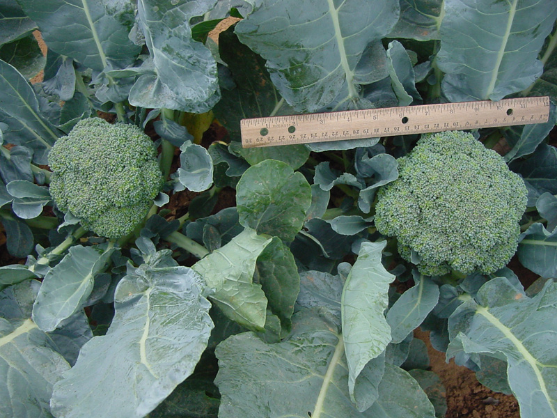 'GREEN MAGIC' BROCCOLI Texas Superstar® Plants
