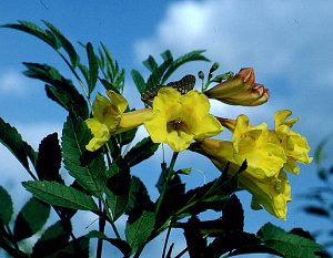 GOLD STAR ESPERANZA - Texas Superstar® Plants