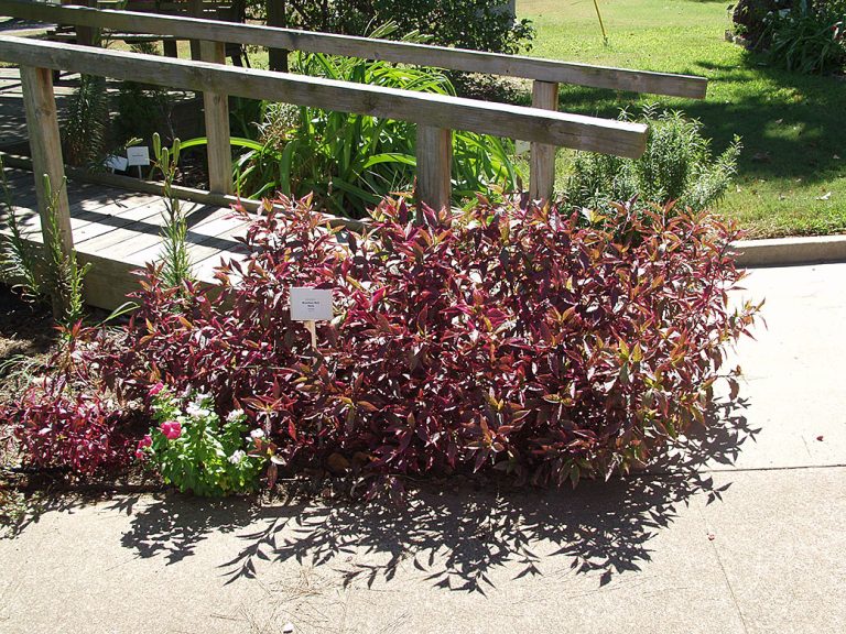 'BRAZILIAN RED HOTS' ALTERNANTHERA - Texas Superstar® Plants