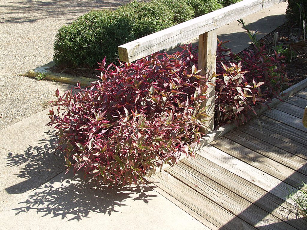 'BRAZILIAN RED HOTS' ALTERNANTHERA - Texas Superstar® Plants