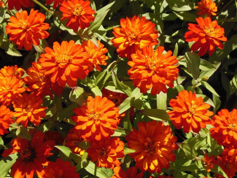 FALL ZINNIAS - Texas Superstar® Plants