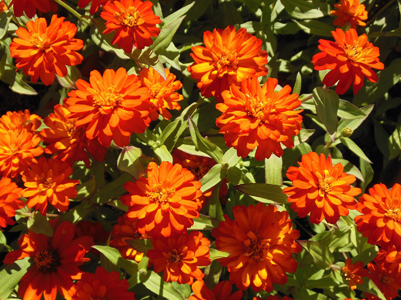 FALL ZINNIAS - Texas Superstar® Plants