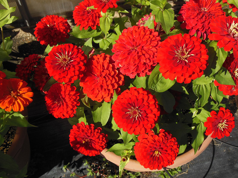 FALL ZINNIAS Texas Superstar® Plants