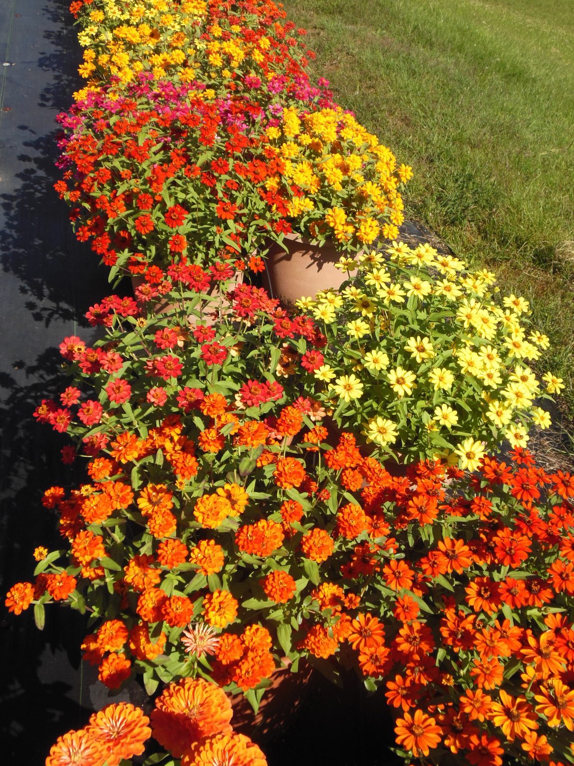 FALL ZINNIAS Texas Superstar® Plants