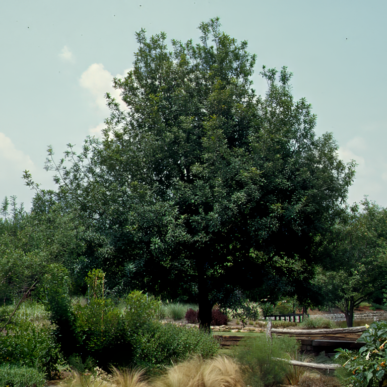 Mexican White Oak - Texas Superstar® Plants